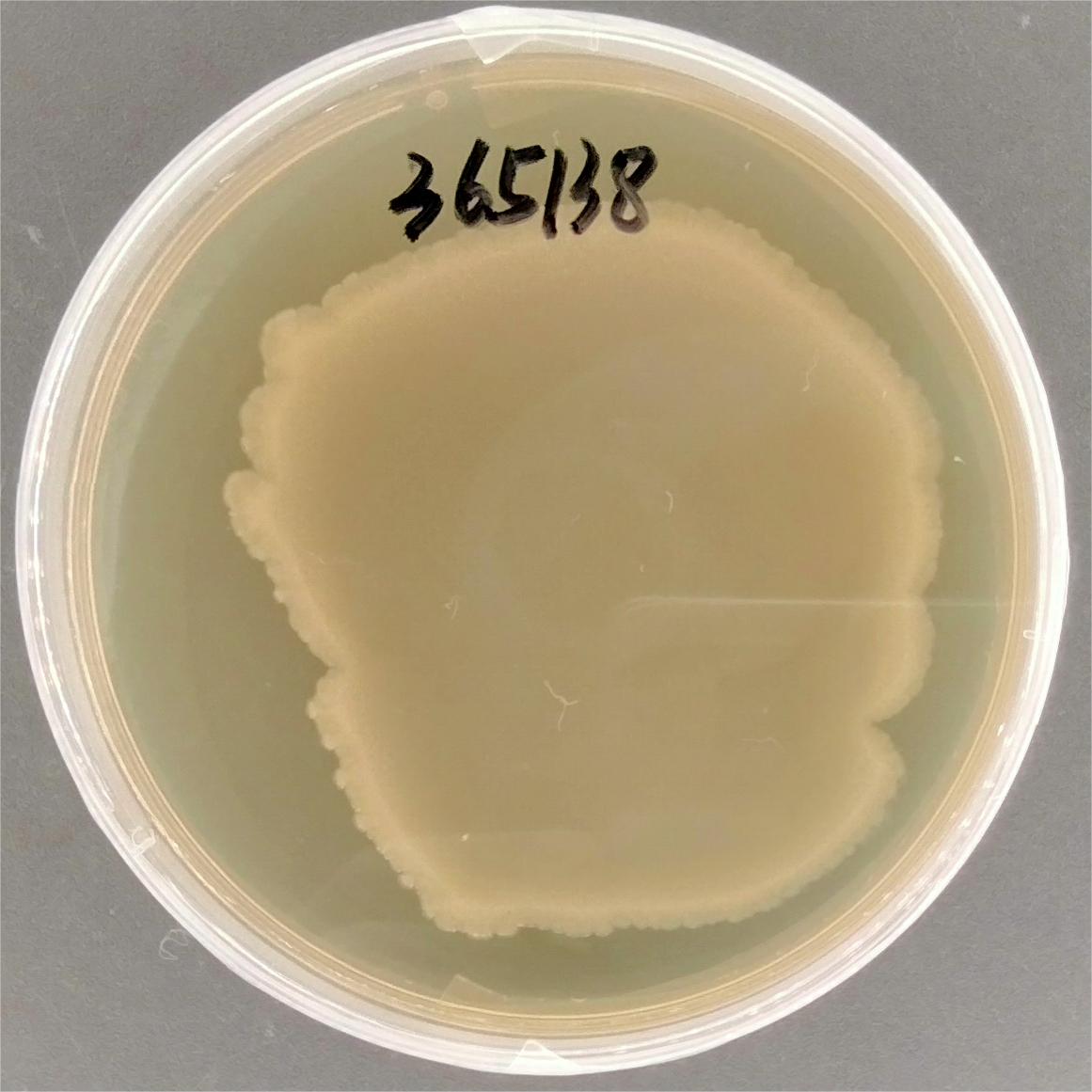 Enterobacter cloacae-BNCC