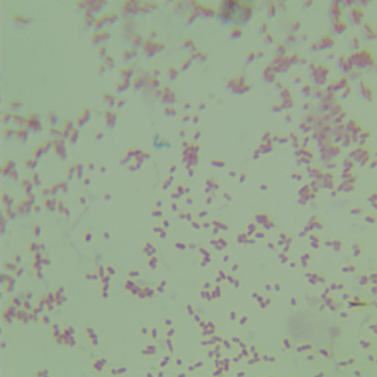 Enterobacter cloacae-BNCC