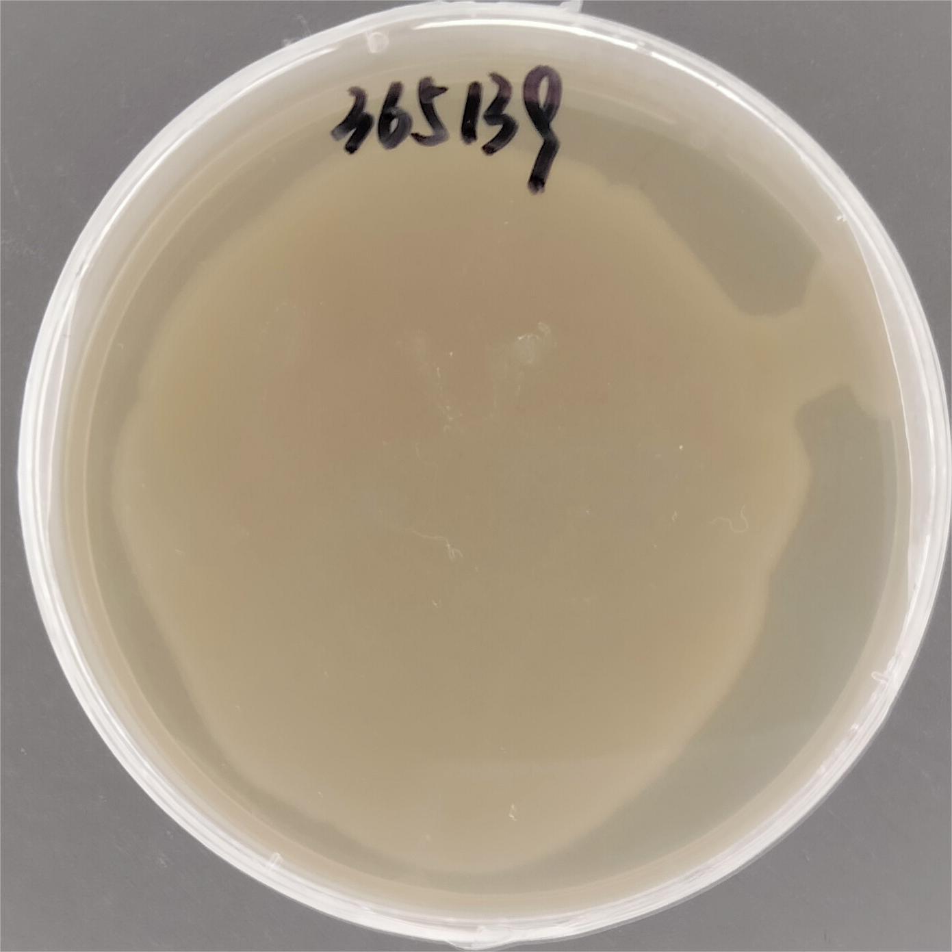 Enterobacter cloacae-BNCC