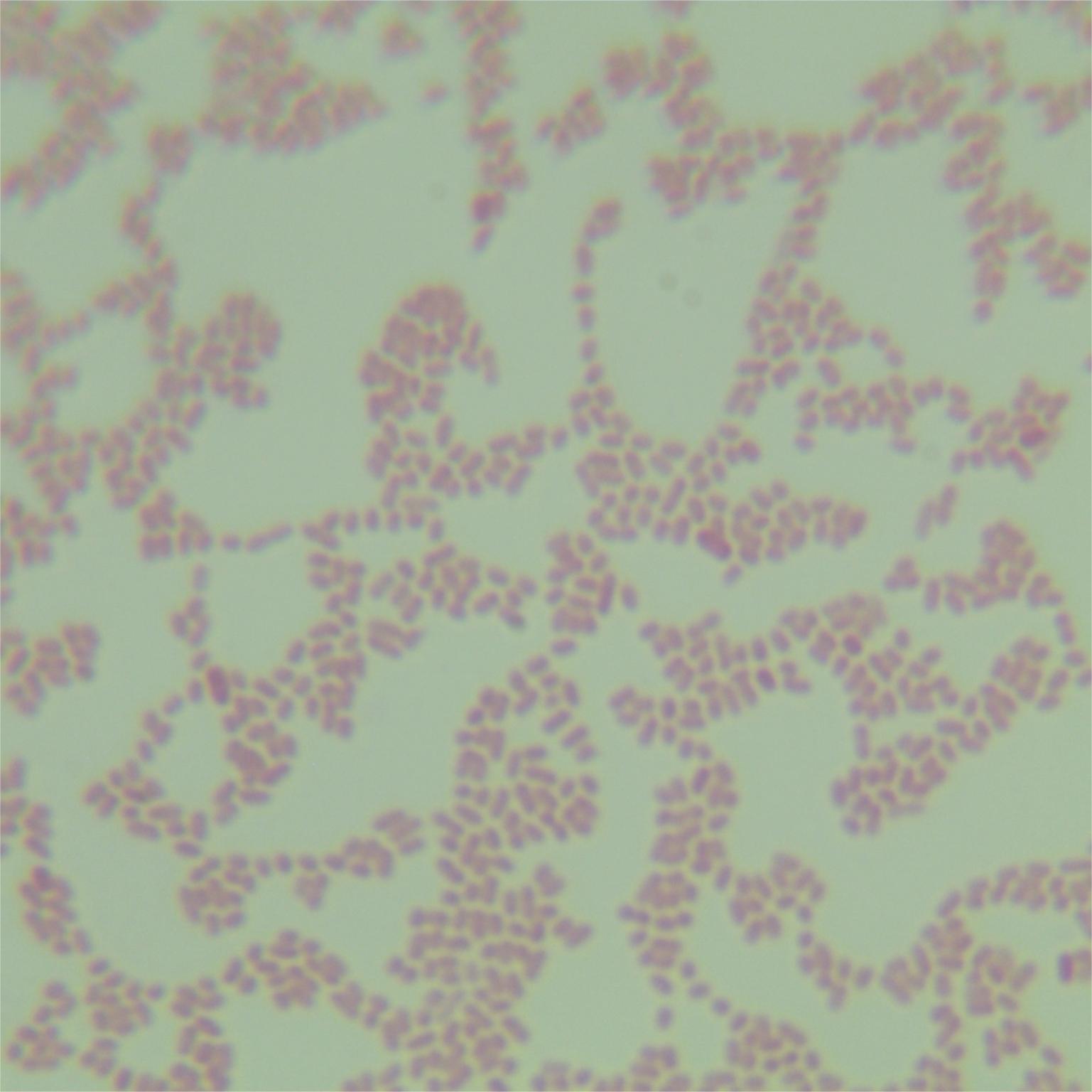 Enterobacter cloacae-BNCC