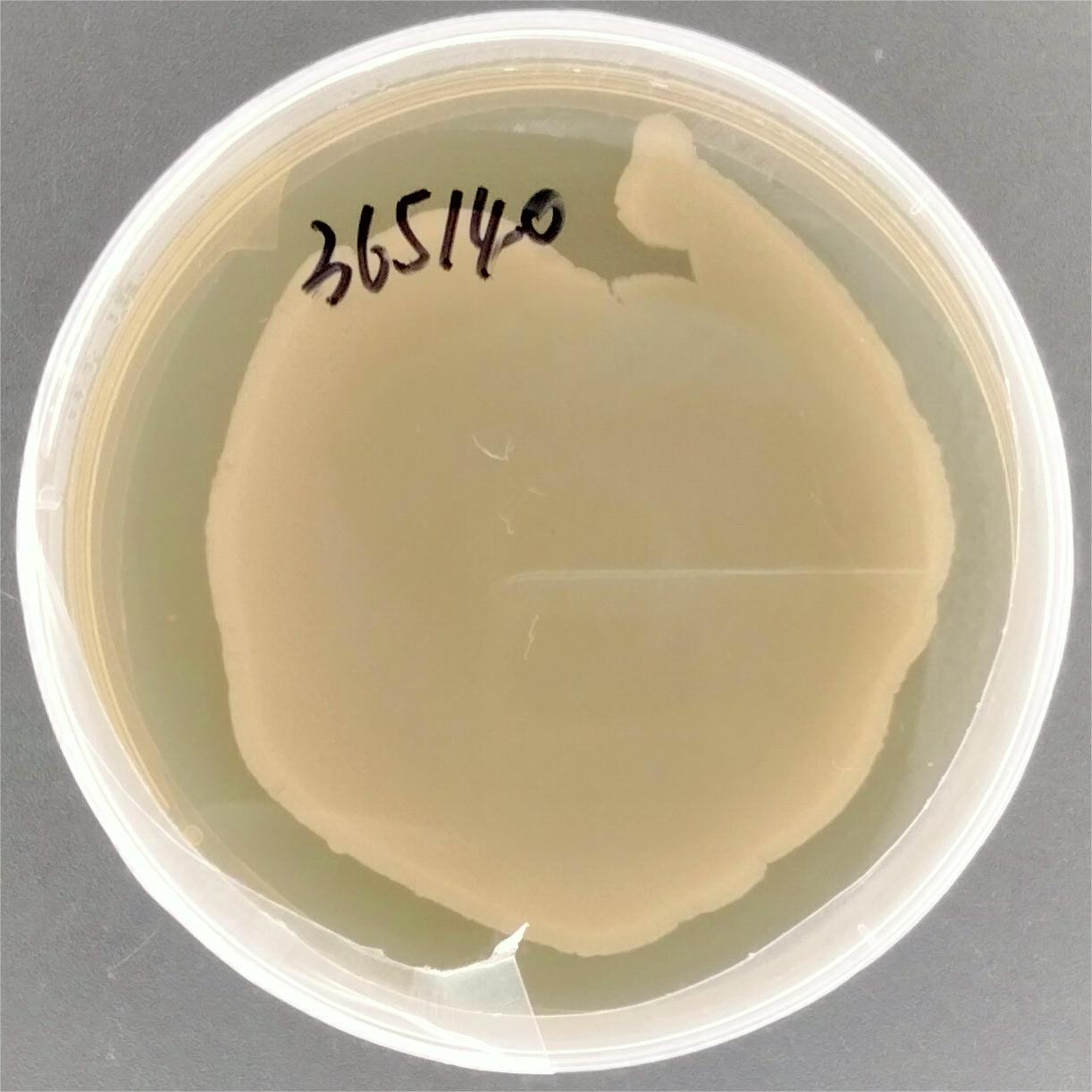 Enterobacter cloacae-BNCC
