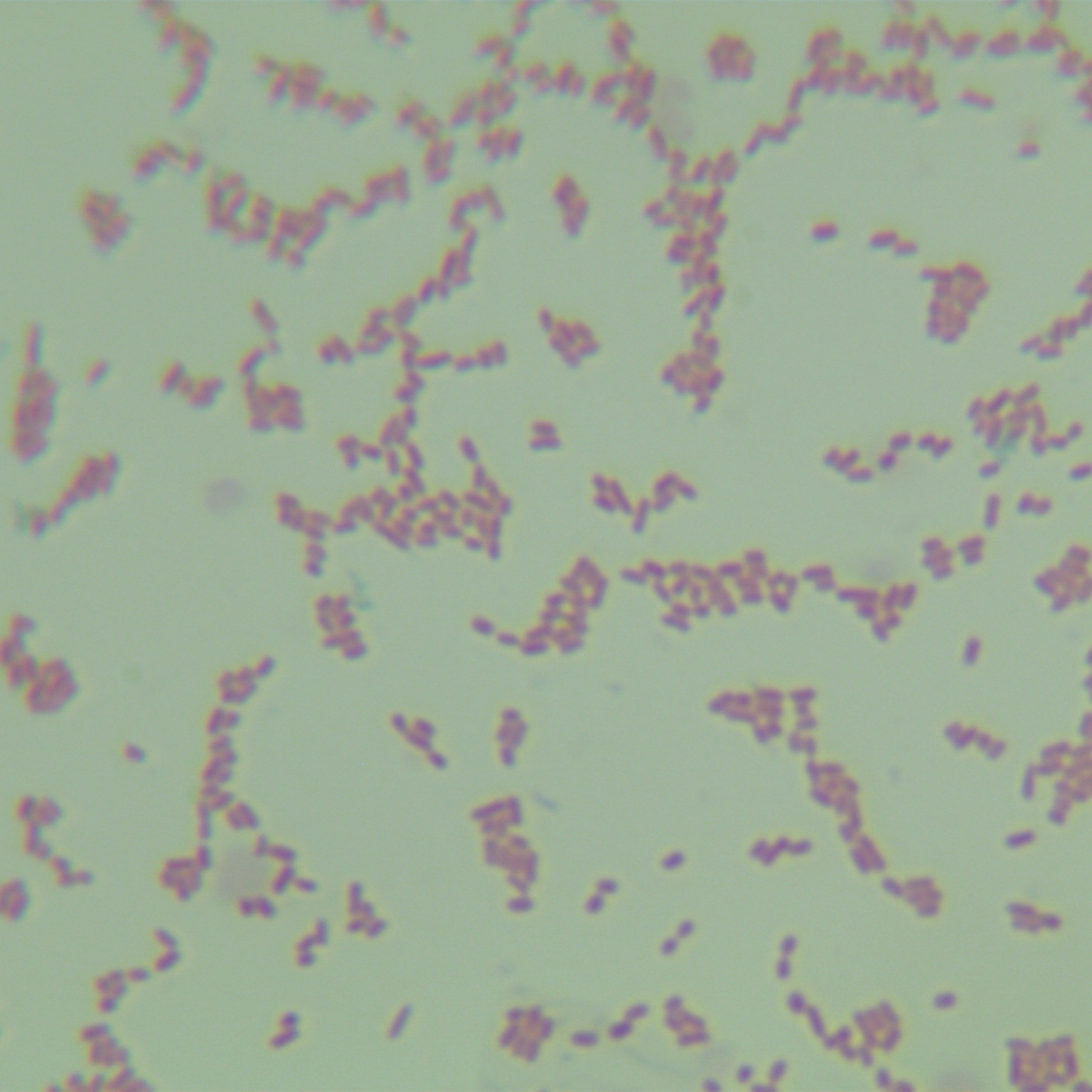 Enterobacter cloacae-BNCC