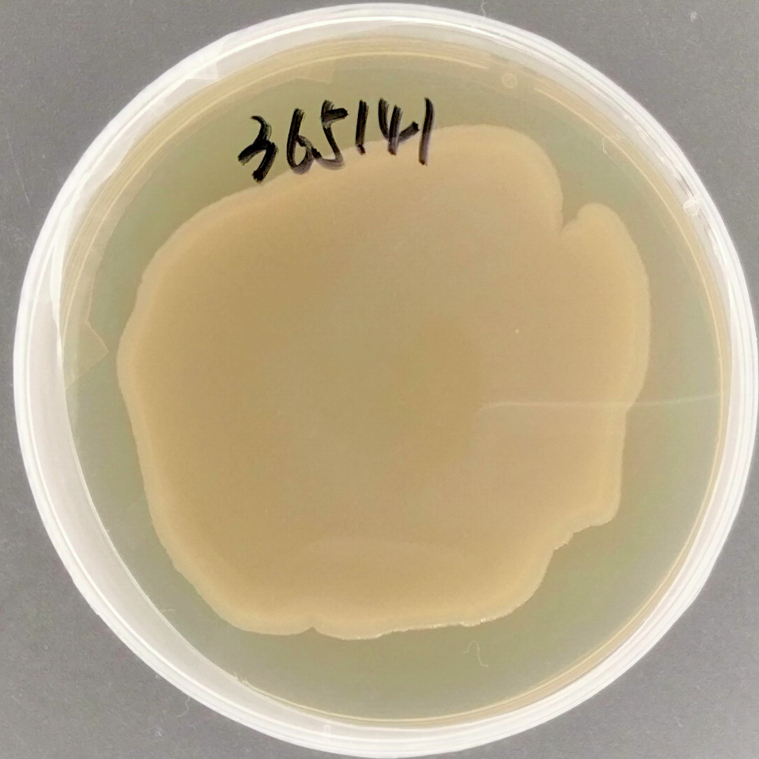 Enterobacter cloacae-BNCC