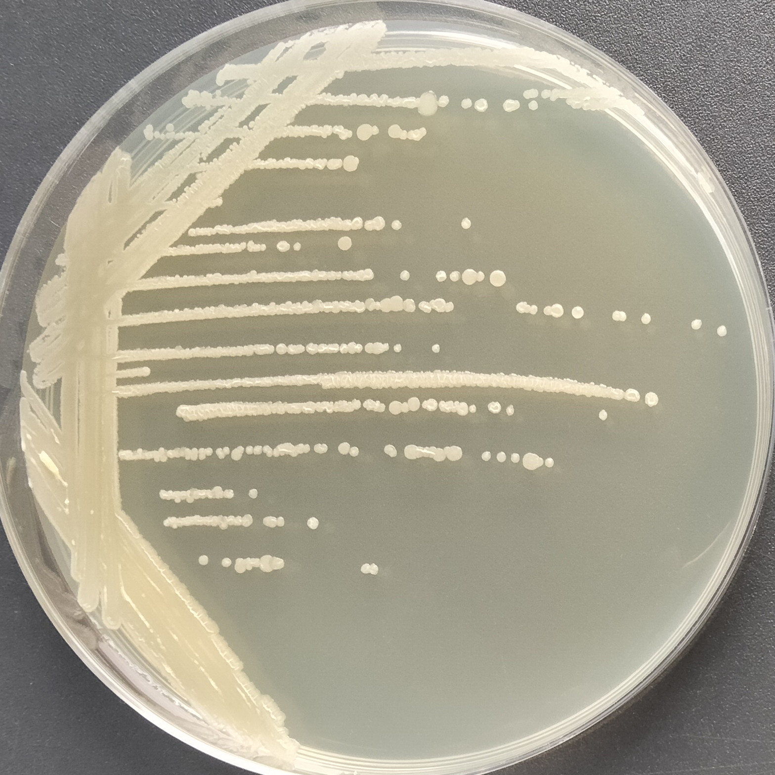 Bacillus genus-BNCC