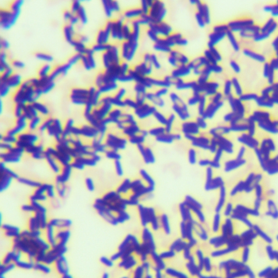 Bacillus genus-BNCC