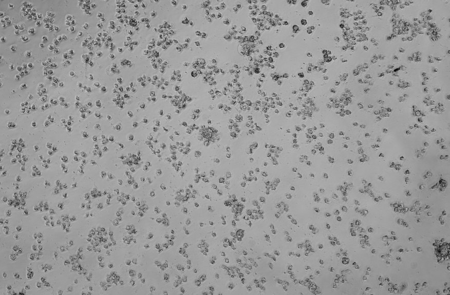 Human rhinovirus 89-BNCC