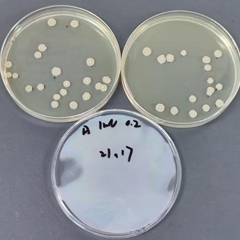 Bacillus subtilis Quantitative Strain-BNCC