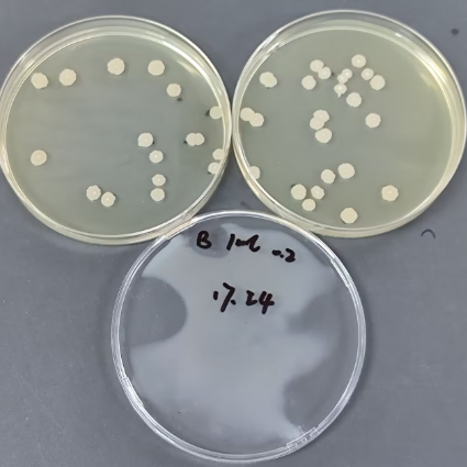 Bacillus subtilis Quantitative Strain-BNCC