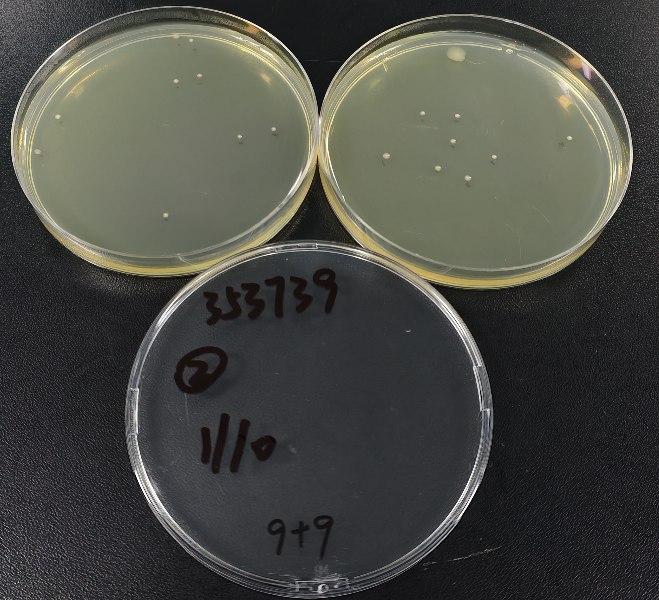 Quantitative strain of Pseudomonas aeruginosa-BNCC
