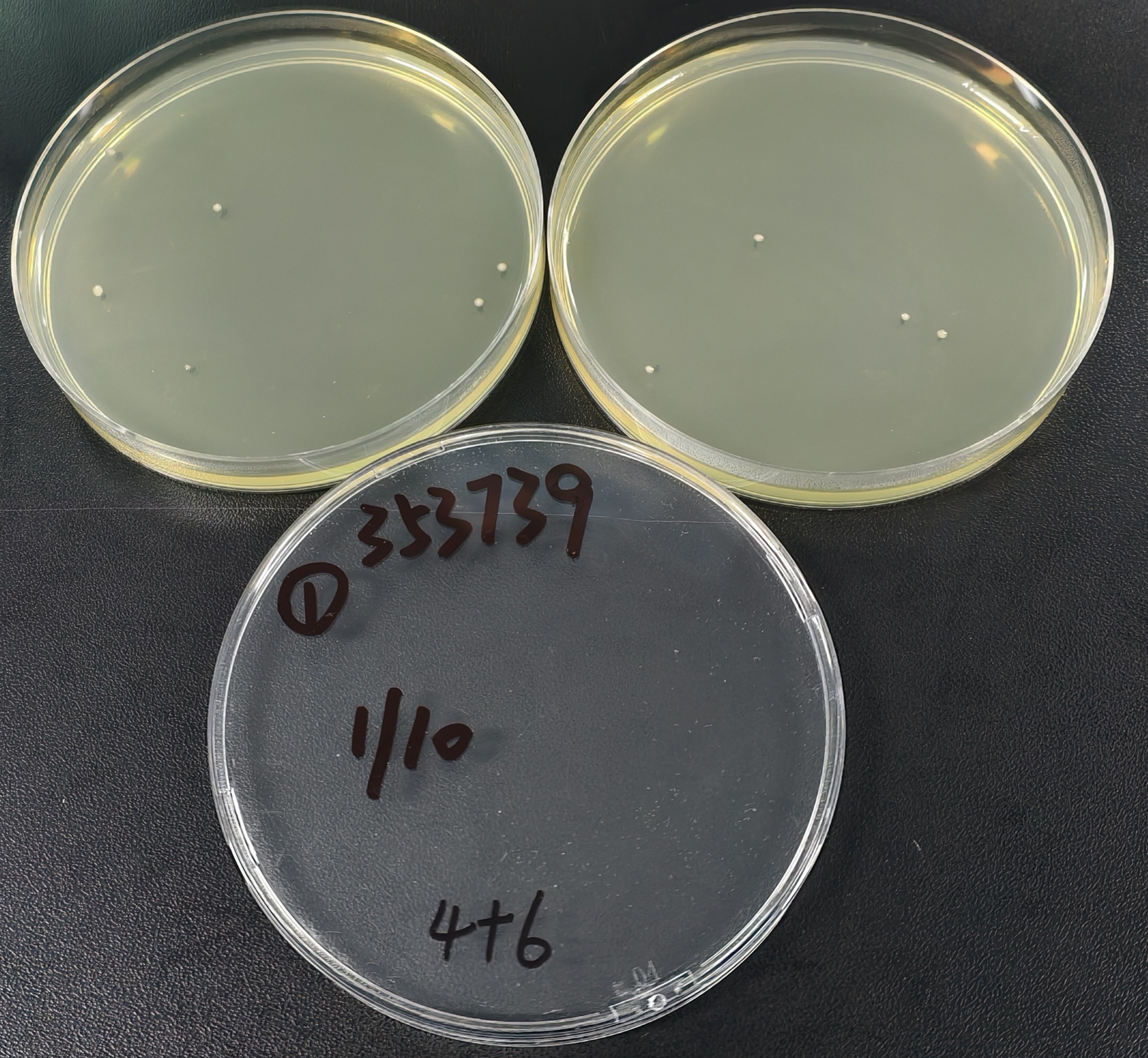 Quantitative strain of Pseudomonas aeruginosa-BNCC