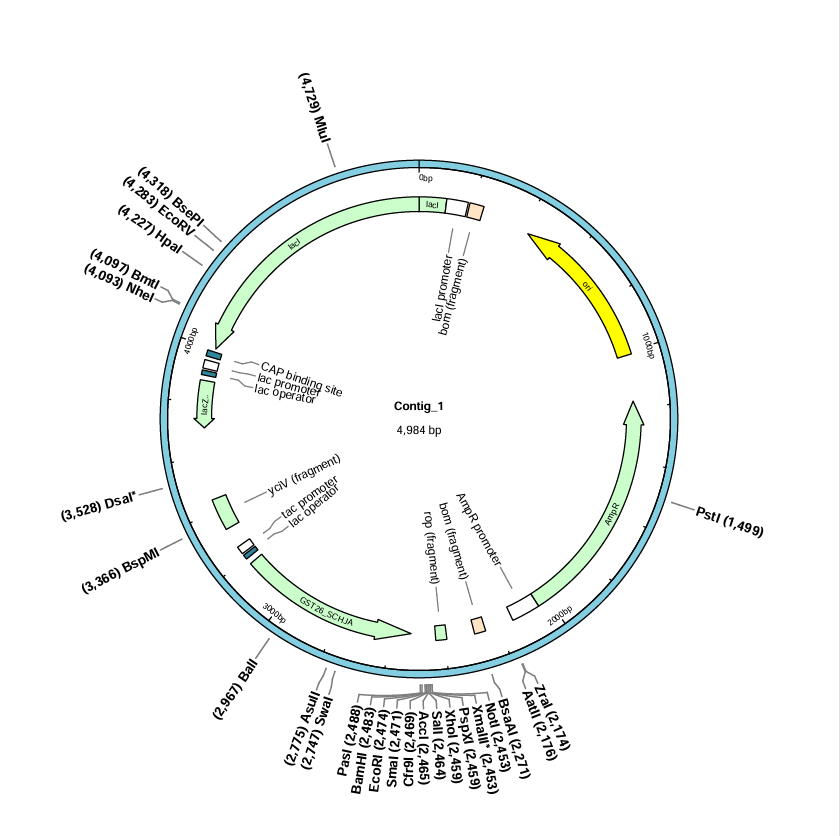 pGEX-6p-1 Plasmid-BNCC