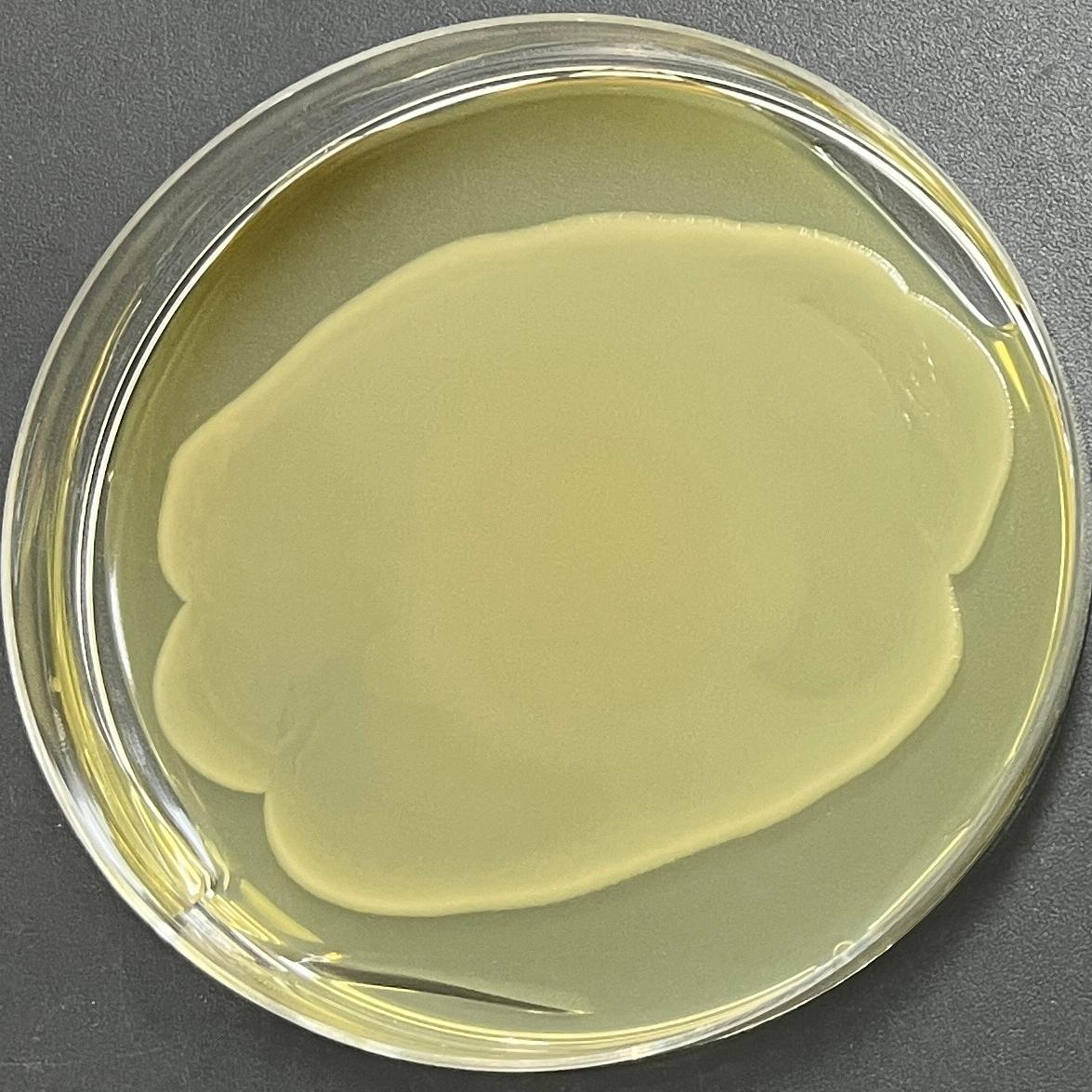 DH5 α (pET-SUMO-DFNA5 (human) -6 × His plasmid) Escherichia coli-BNCC