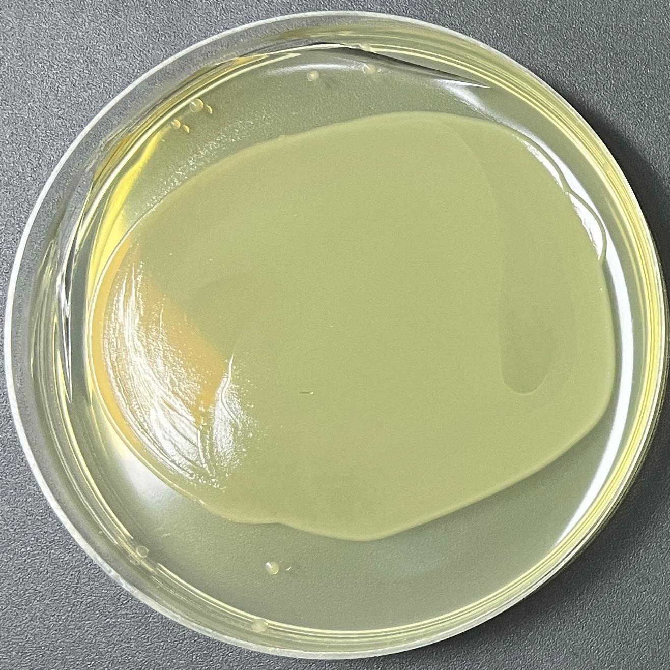 DH5 α (containing pET22b-NPM1 (human) plasmid) Escherichia coli-BNCC