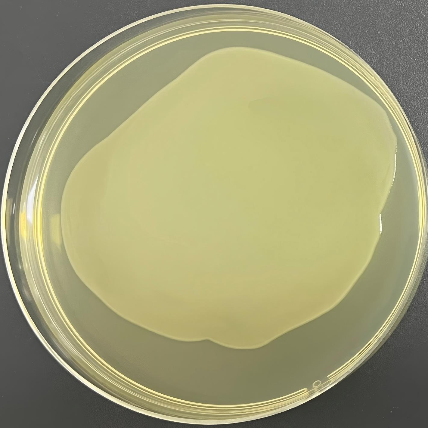 DH5 α (containing pET28a-NSP1 (SARS-CoV-2) plasmid) Escherichia coli-BNCC