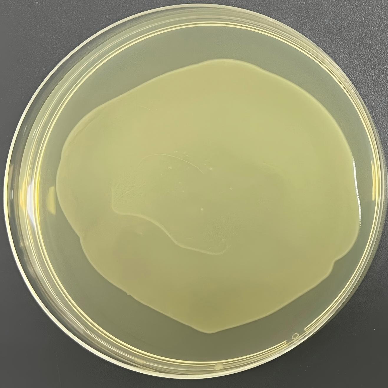 DH5 α (containing pET28a BRAF (human) plasmid) Escherichia coli-BNCC