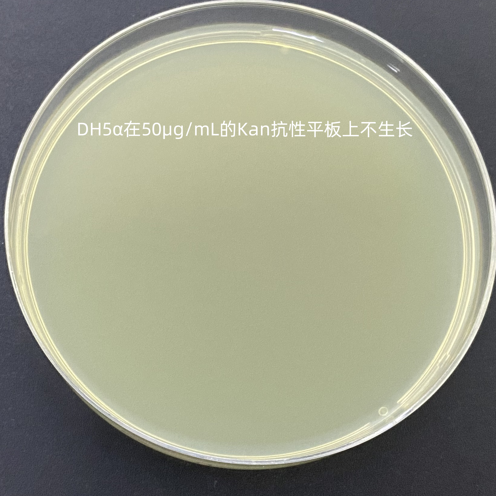 DH5 α (containing pET28a BRAF (human) plasmid) Escherichia coli-BNCC