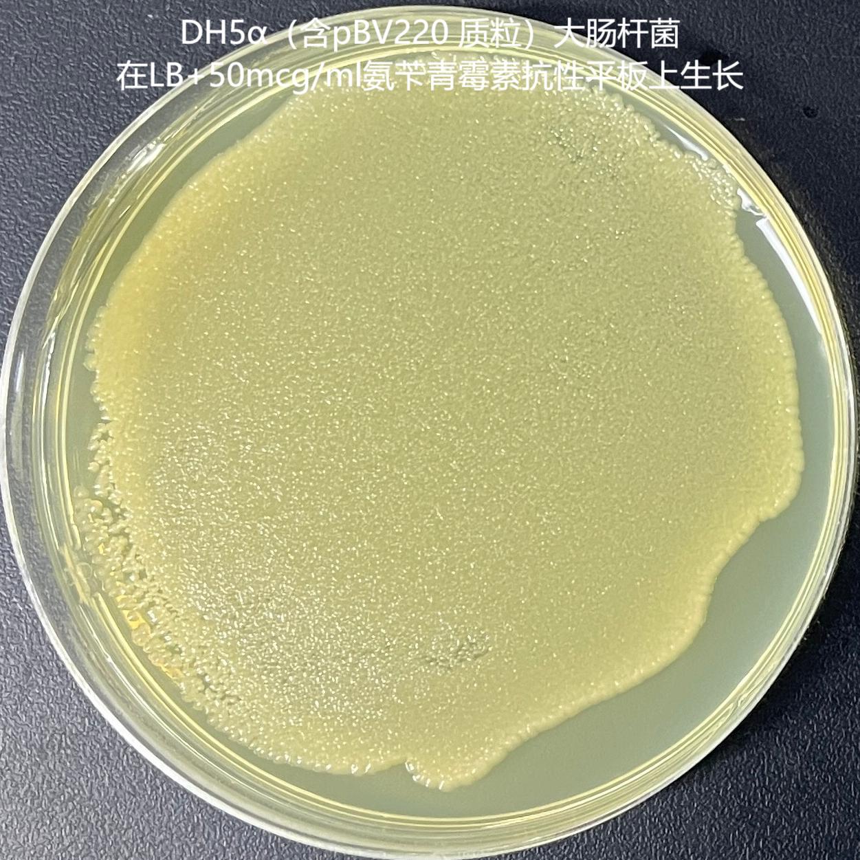 DH5 α (containing pBV220 plasmid) Escherichia coli-BNCC