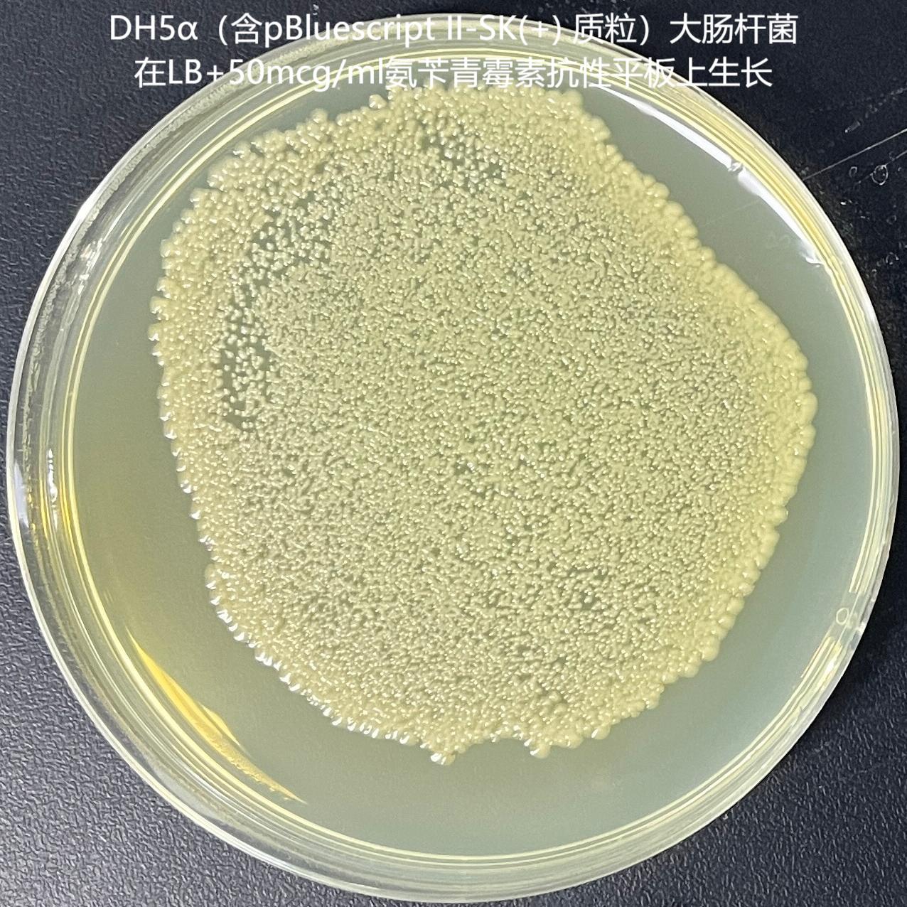 DH5 α (containing pBluescript II-SK (+) plasmid) Escherichia coli-BNCC