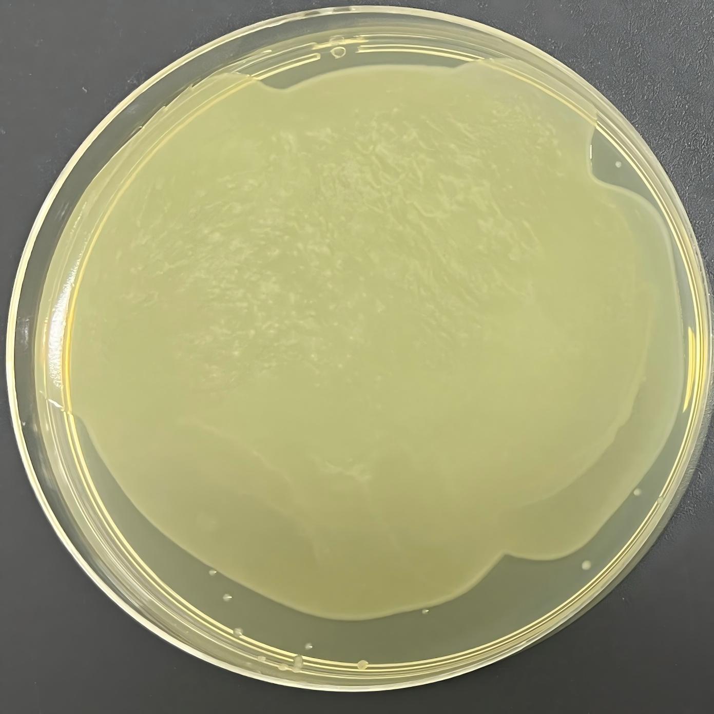 DH5 α (containing psPAX2 plasmid) Escherichia coli-BNCC