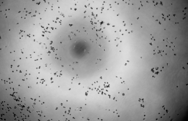 Human Adenovirus 26-BNCC