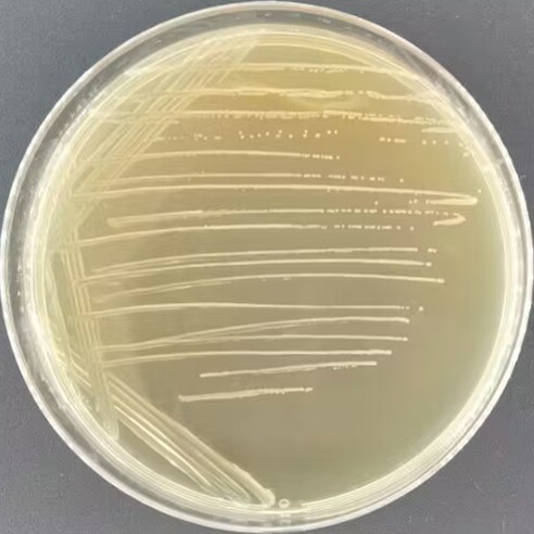 Listeria reinhardtii subsp. reinhardtii-BNCC