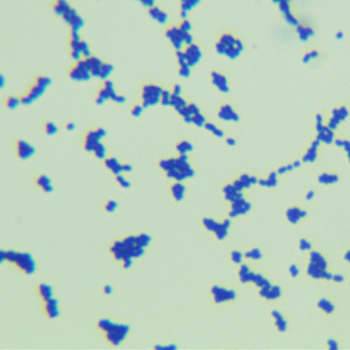 Listeria reinhardtii subsp. reinhardtii-BNCC