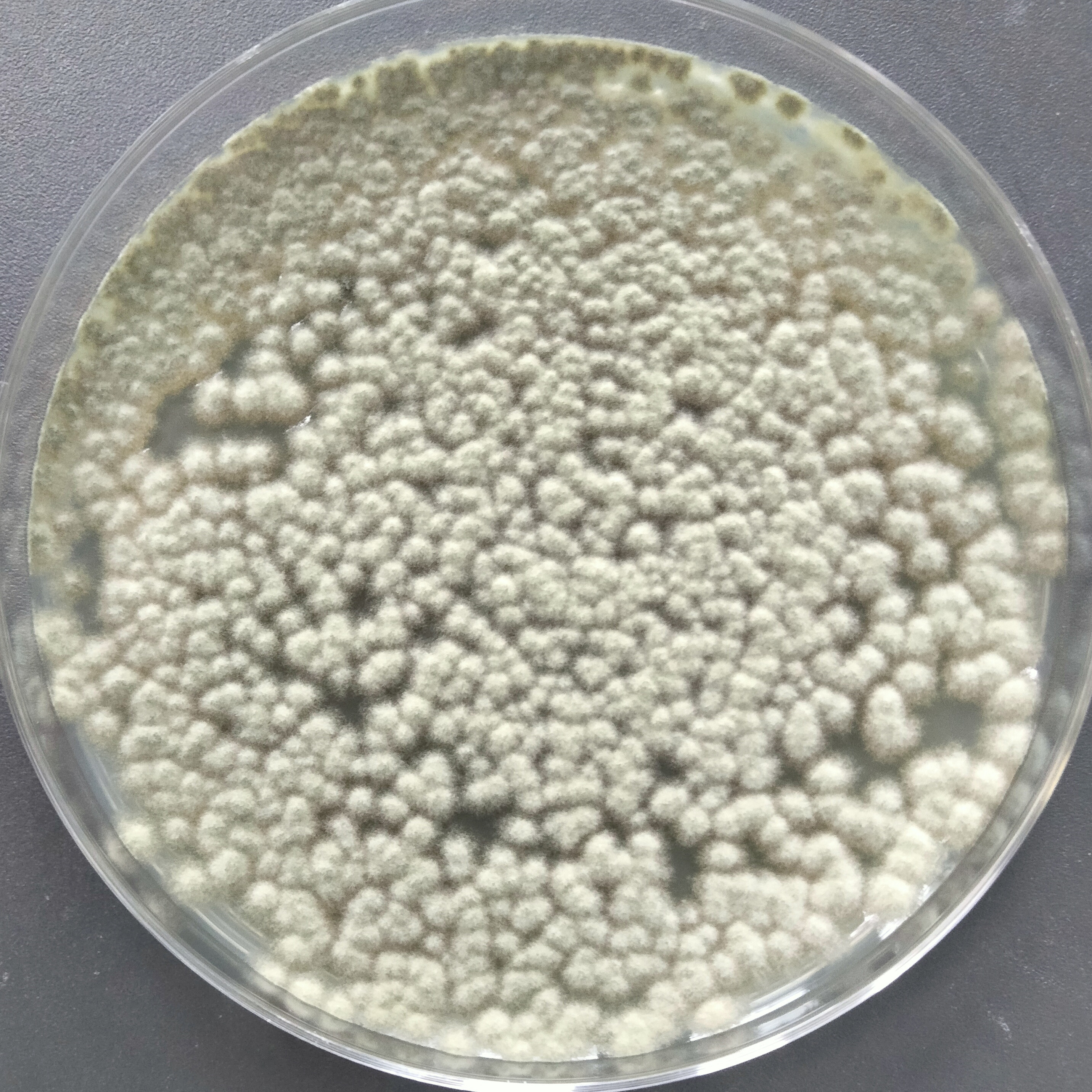 Cladosporium-BNCC