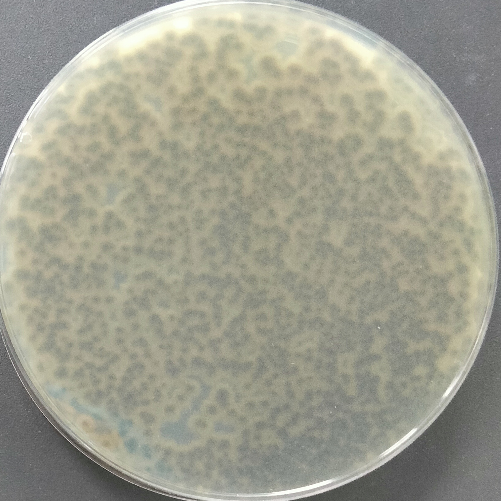 Cladosporium-BNCC