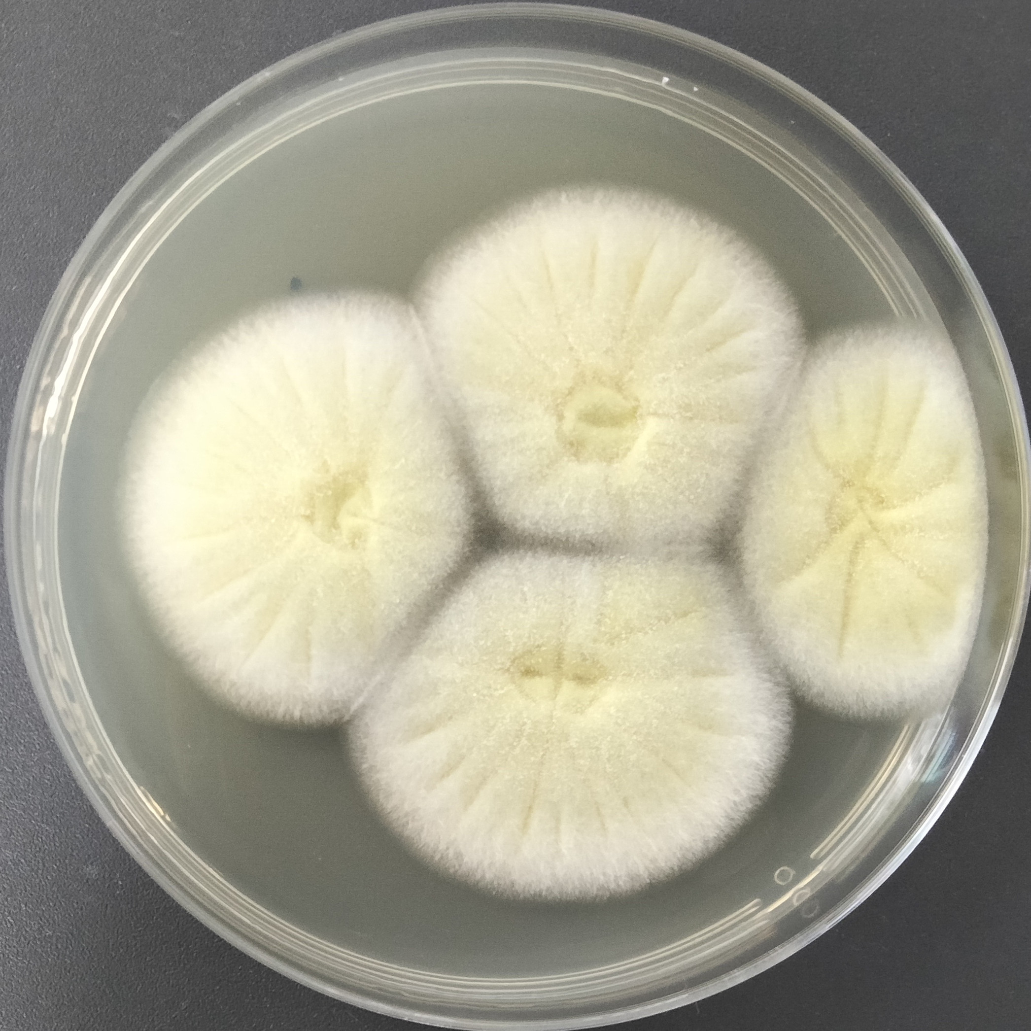 Aspergillus niger-BNCC