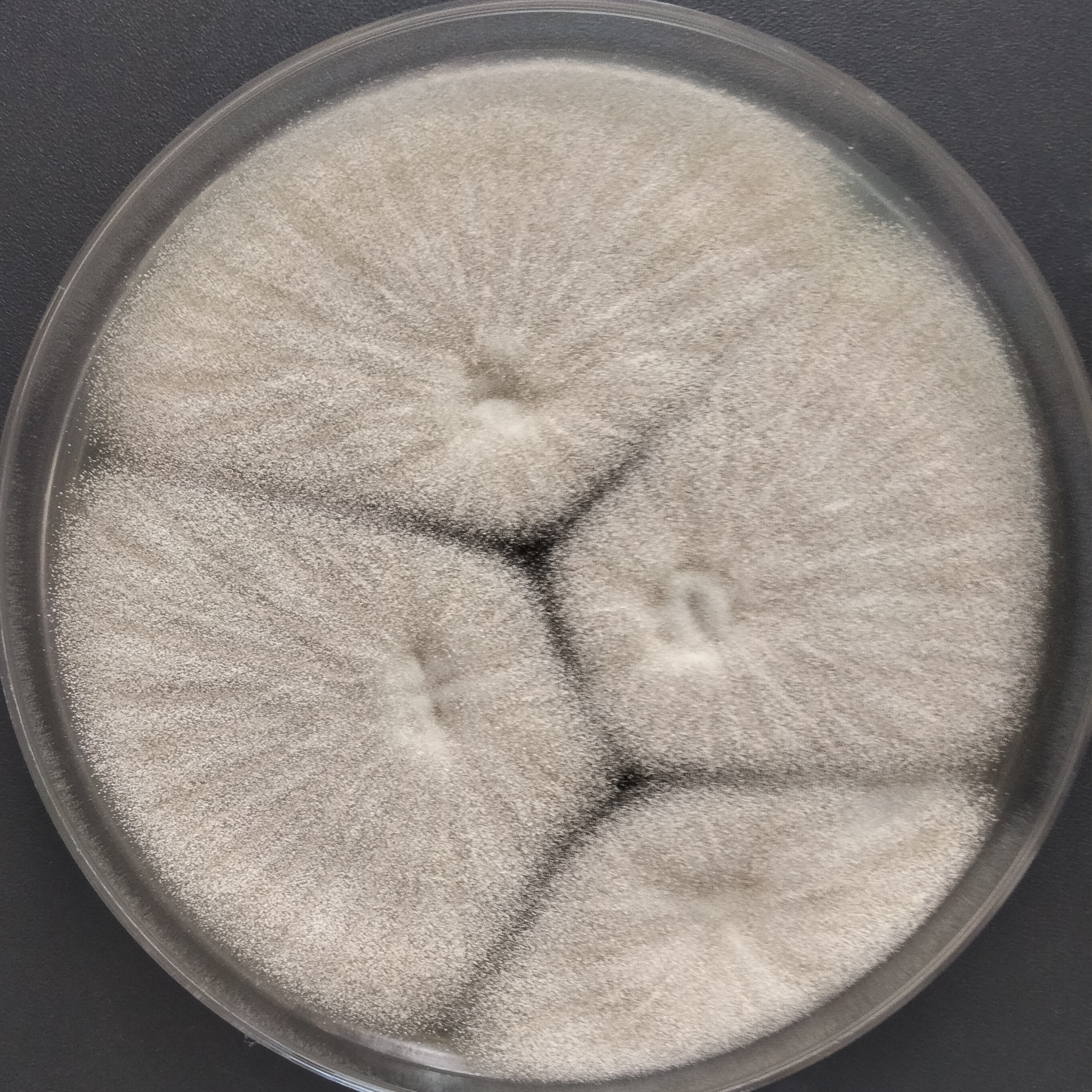 Aspergillus niger-BNCC