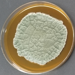 Penicillium brevicornum-BNCC