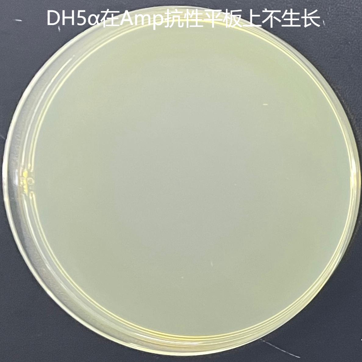 DH5 α (containing pCDNA3.1+plasmid) Escherichia coli-BNCC