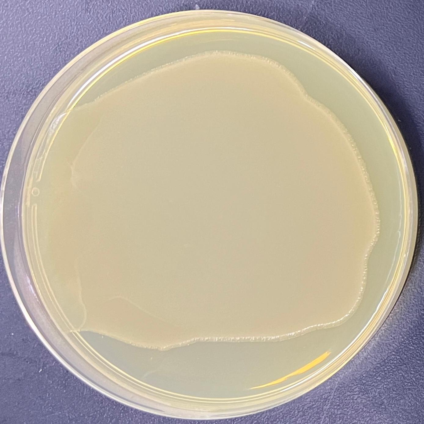 DH5 α (containing pCDNA3.1+plasmid) Escherichia coli-BNCC