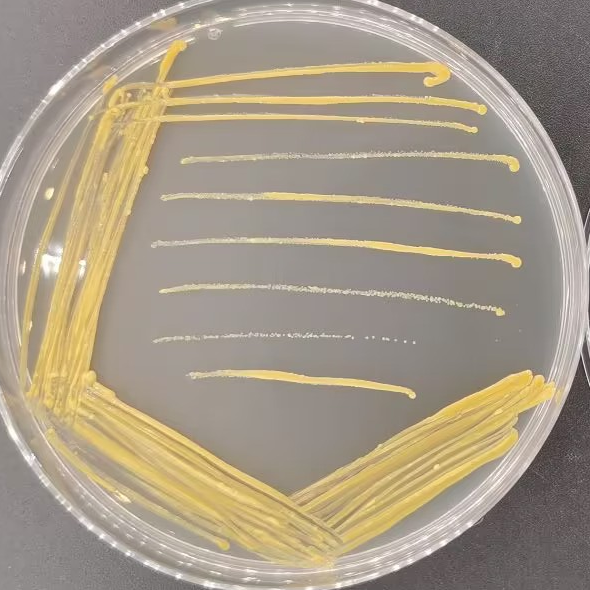 Mycobacterium Hesse-BNCC