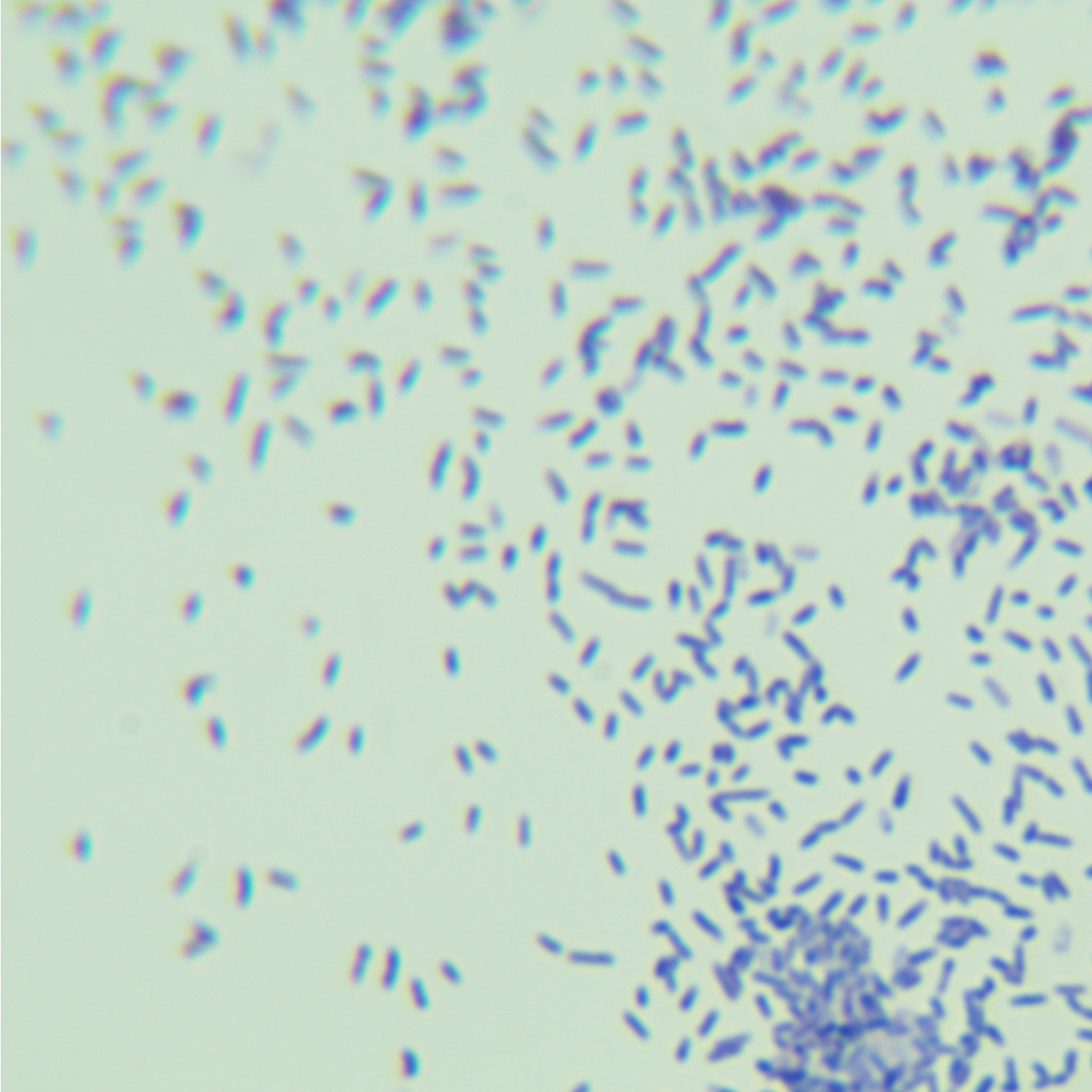 Mycobacterium Hesse-BNCC