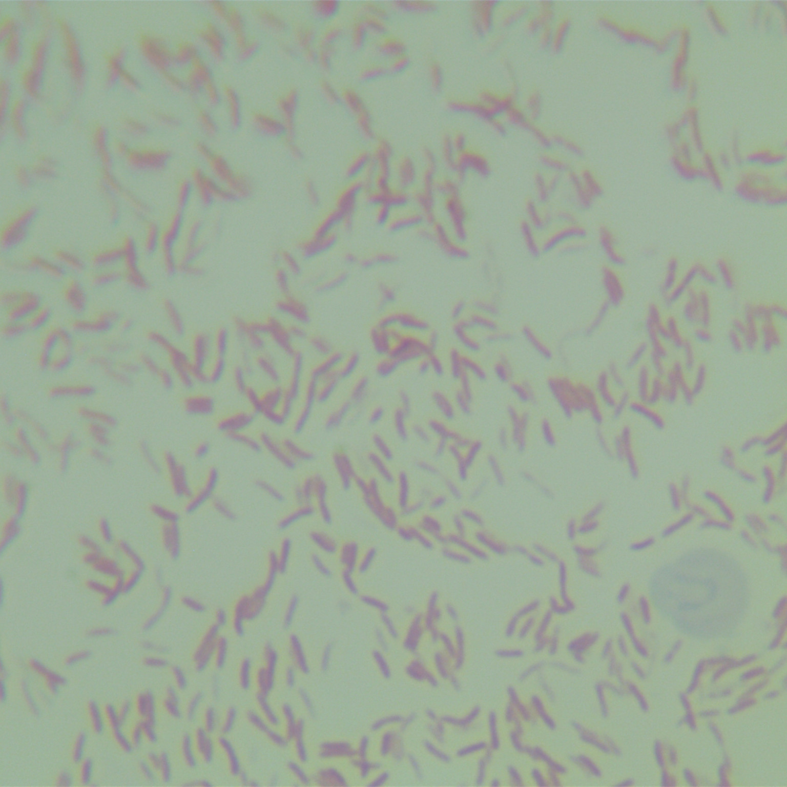 Colloidal red probiotic-BNCC