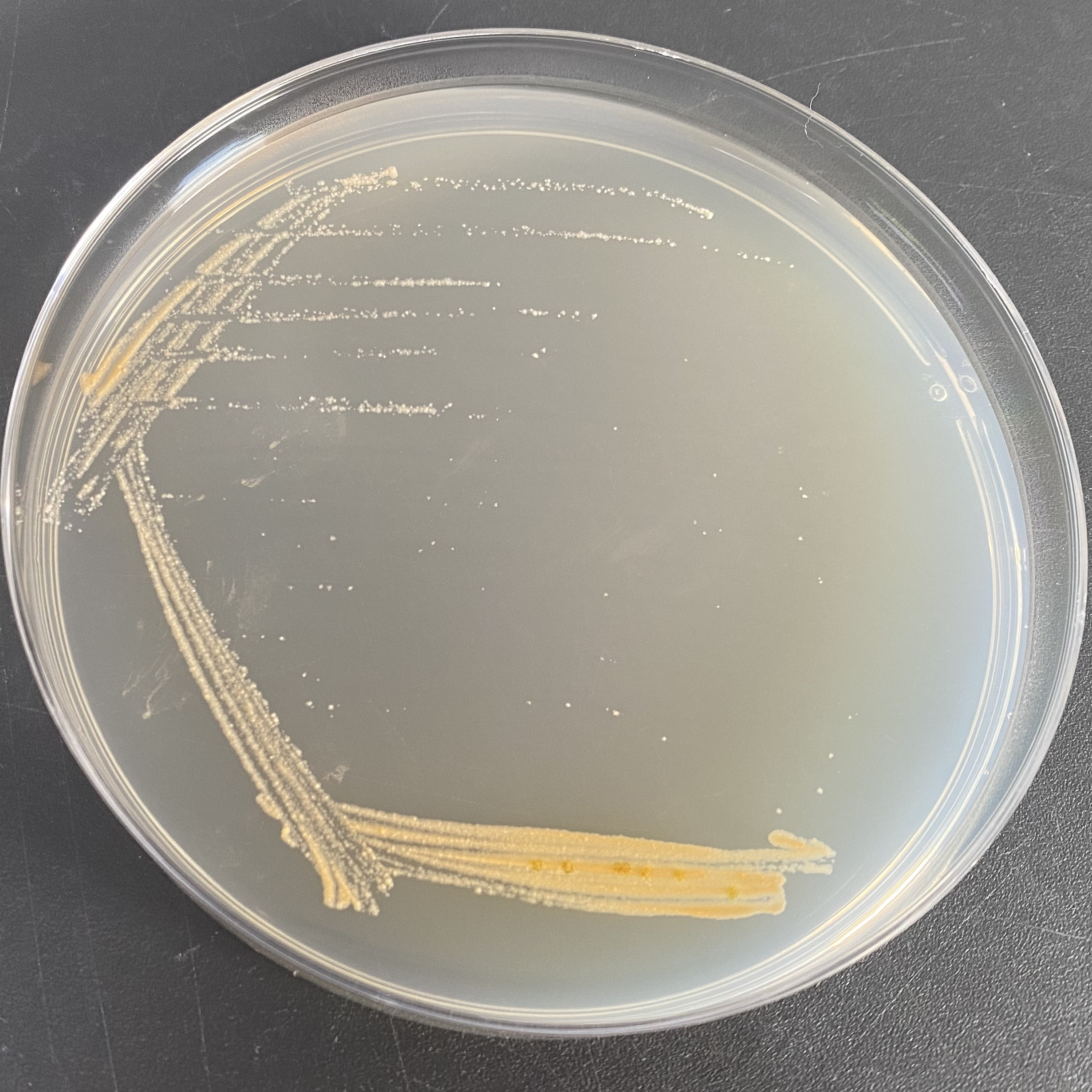 Non decarboxylated Leclerc bacteria-BNCC
