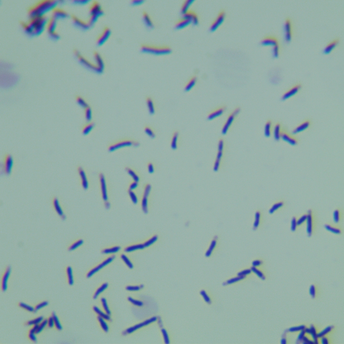 Non decarboxylated Leclerc bacteria-BNCC