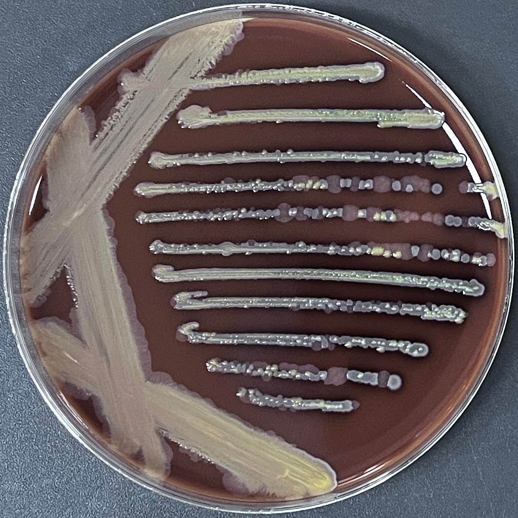 Staphylococcus epidermidis-BNCC