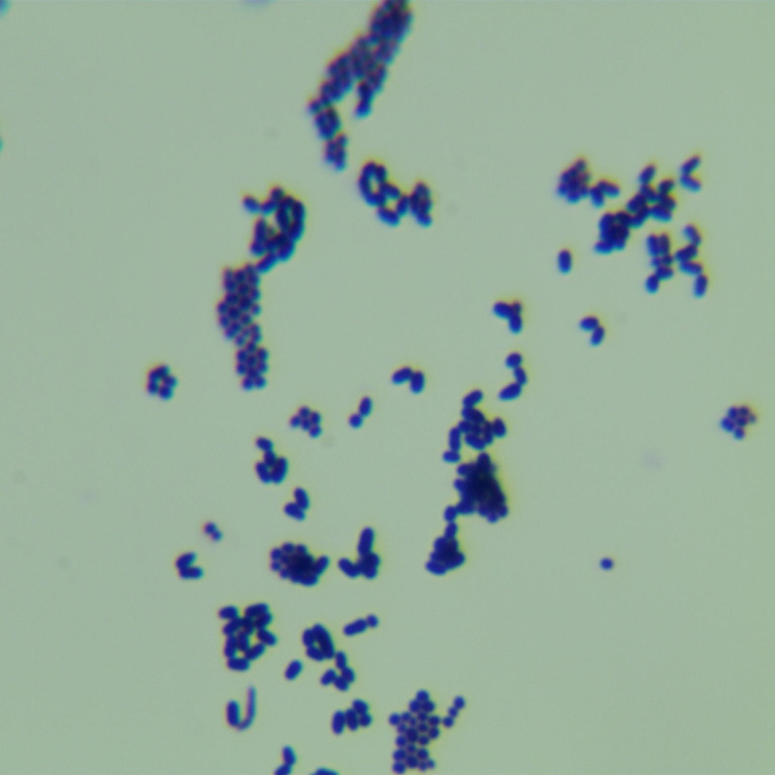 Staphylococcus epidermidis-BNCC