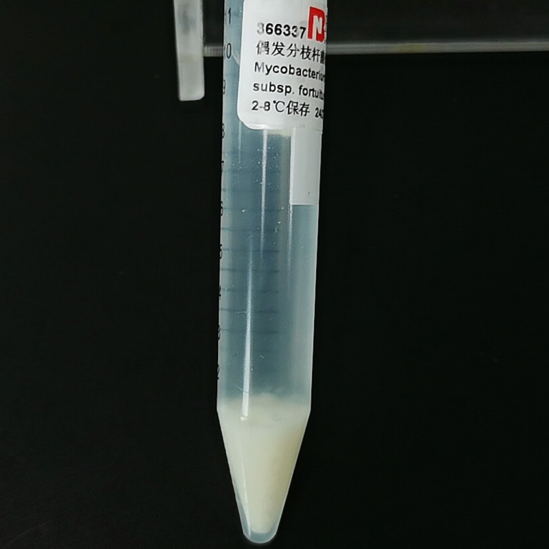 Occasional subspecies of sporadically branched bacteria-BNCC