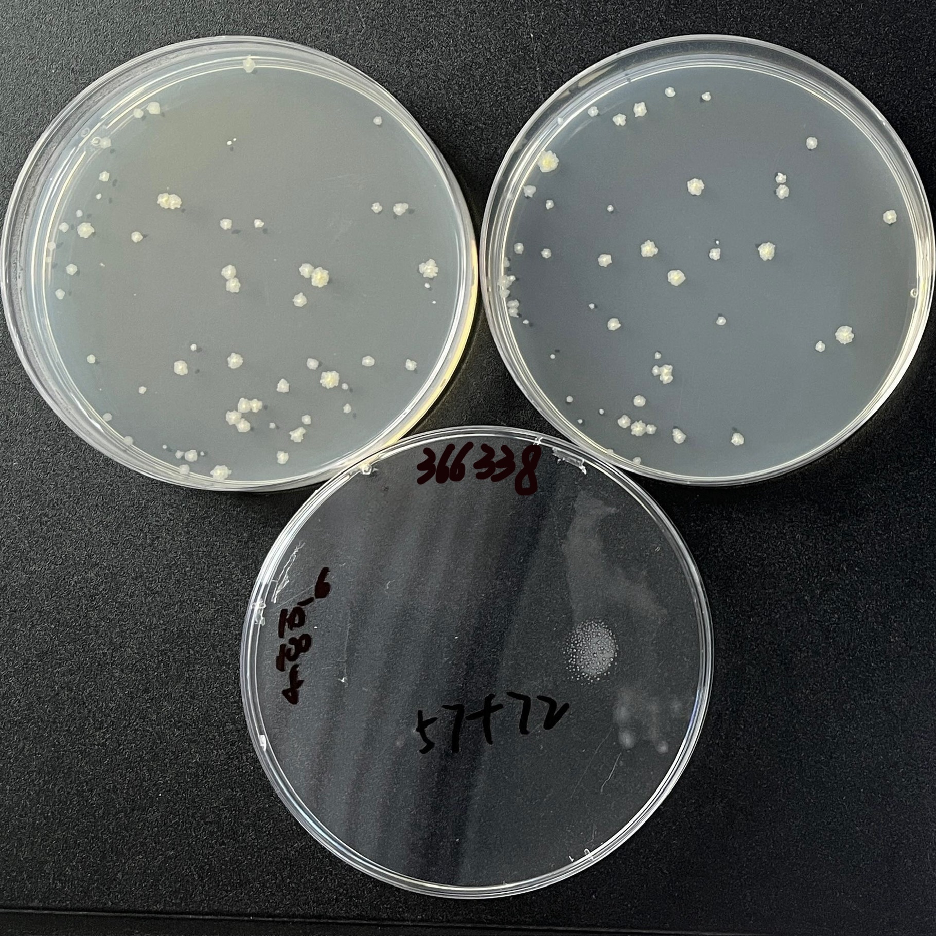 Kansas mycobacteria-BNCC