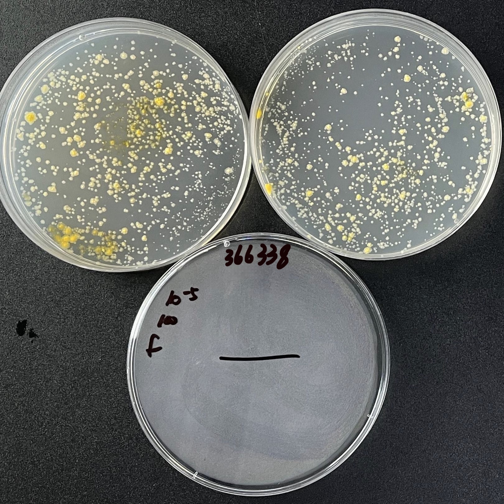 Kansas mycobacteria-BNCC