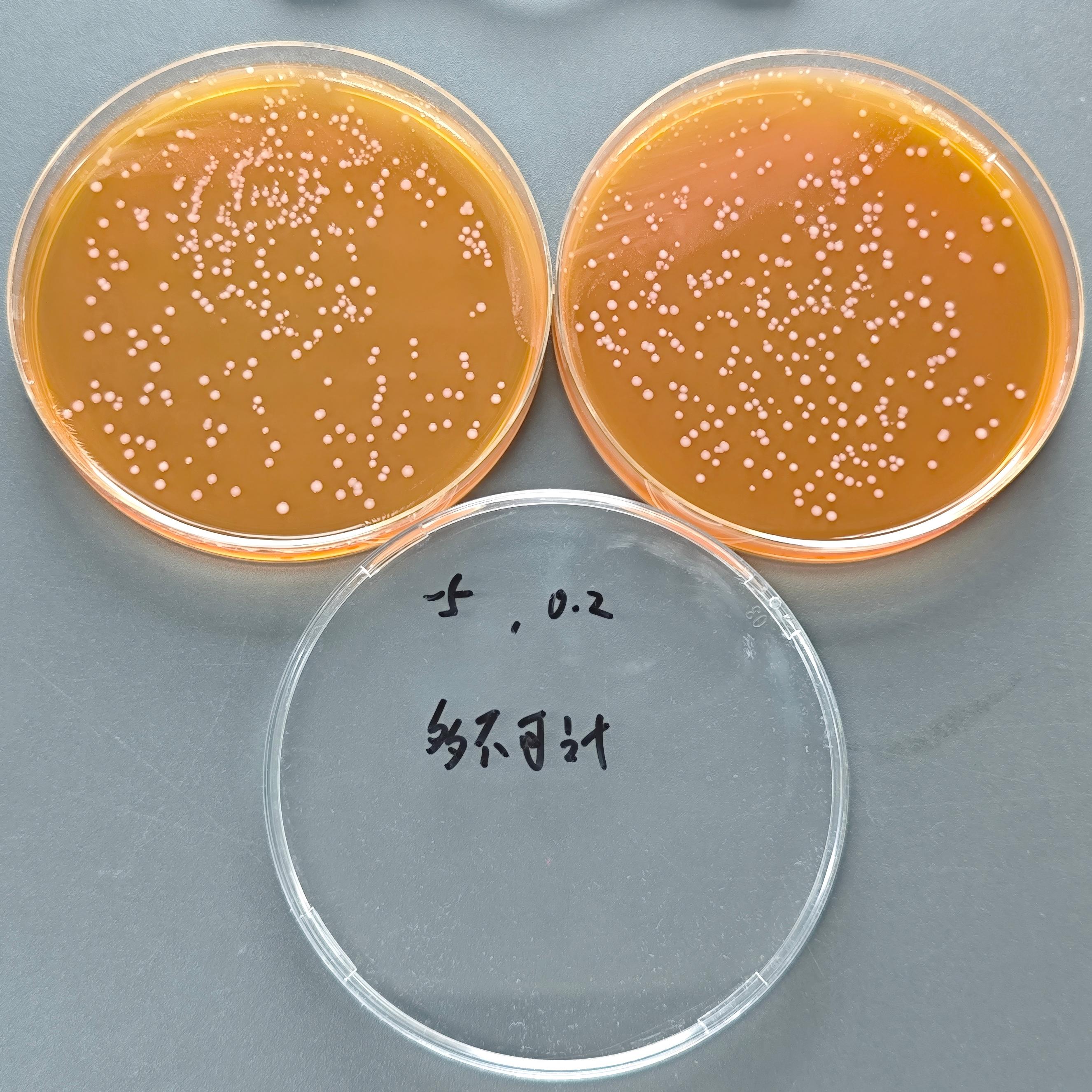 Quantitative strain of Lactobacillus acidophilus-BNCC