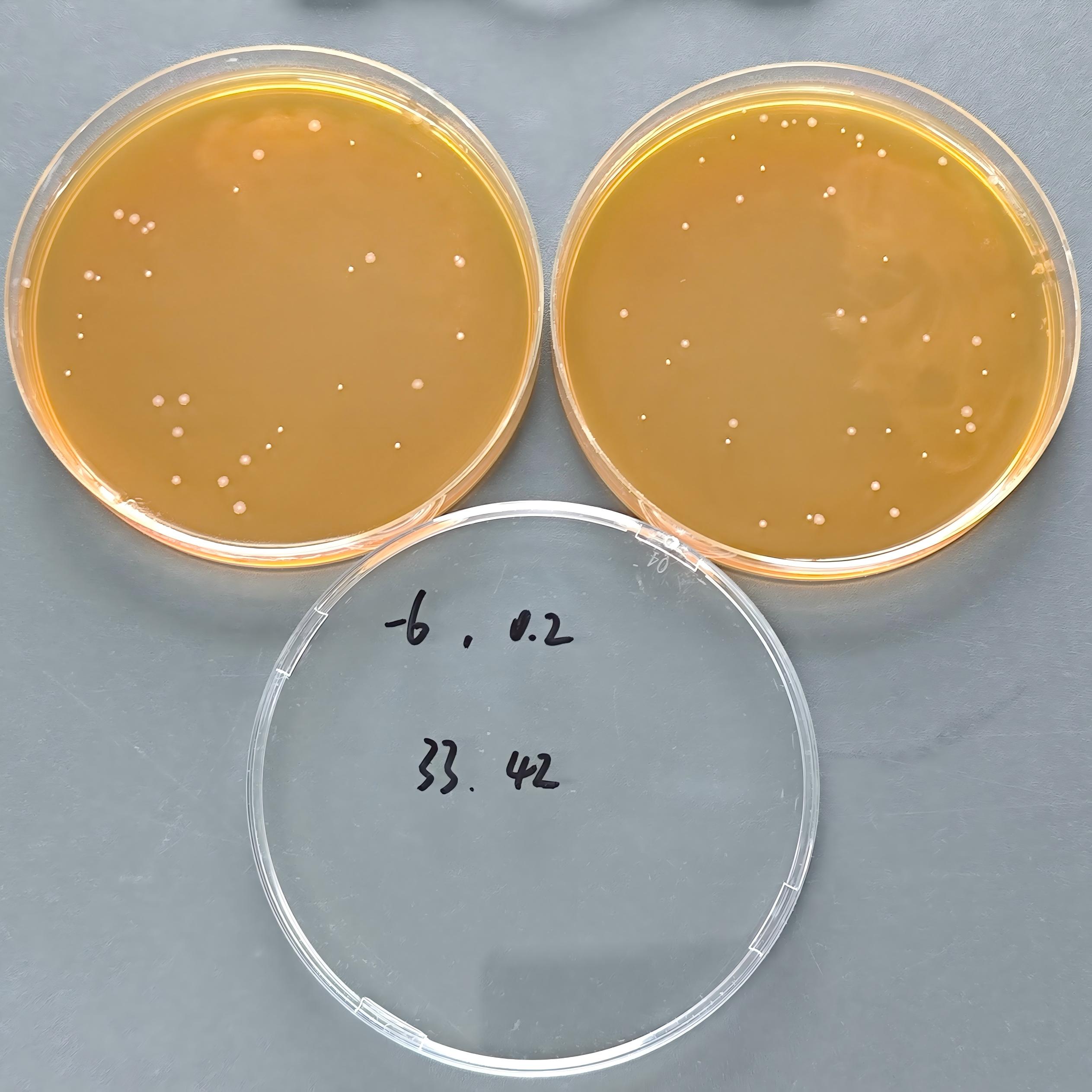 Quantitative strain of Lactobacillus acidophilus-BNCC
