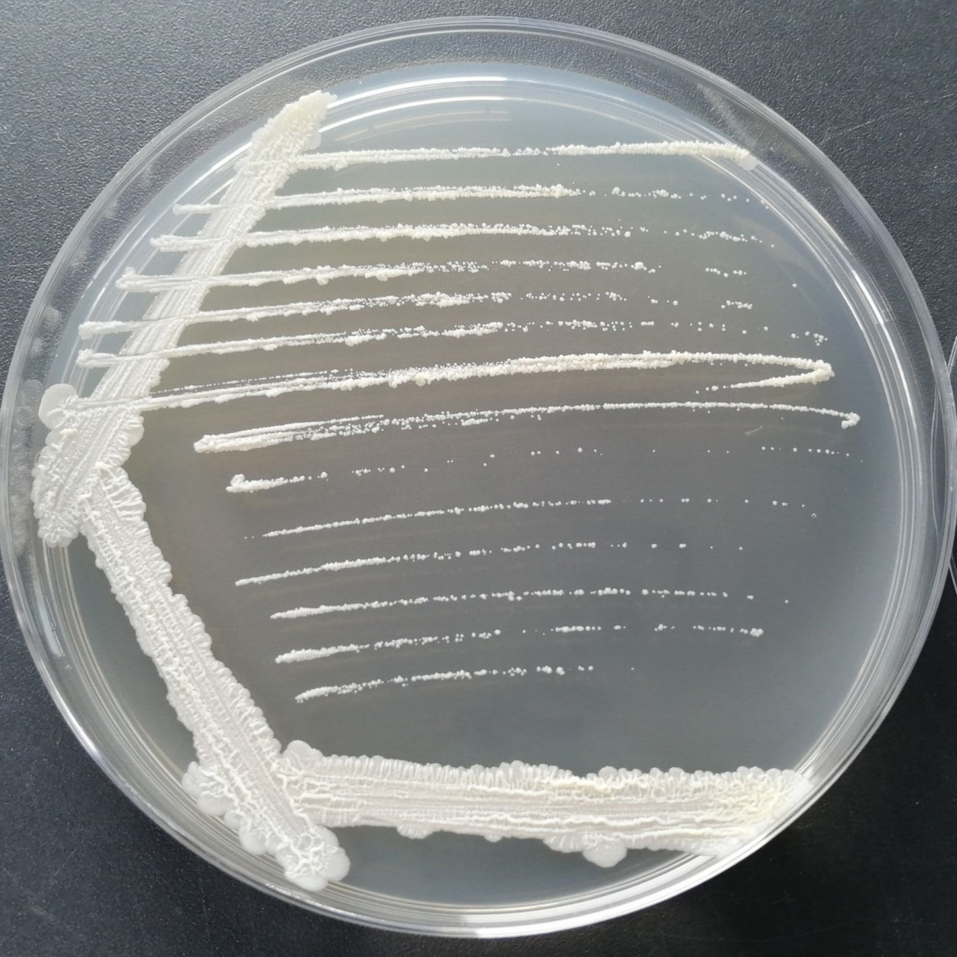 Mycobacterium-BNCC