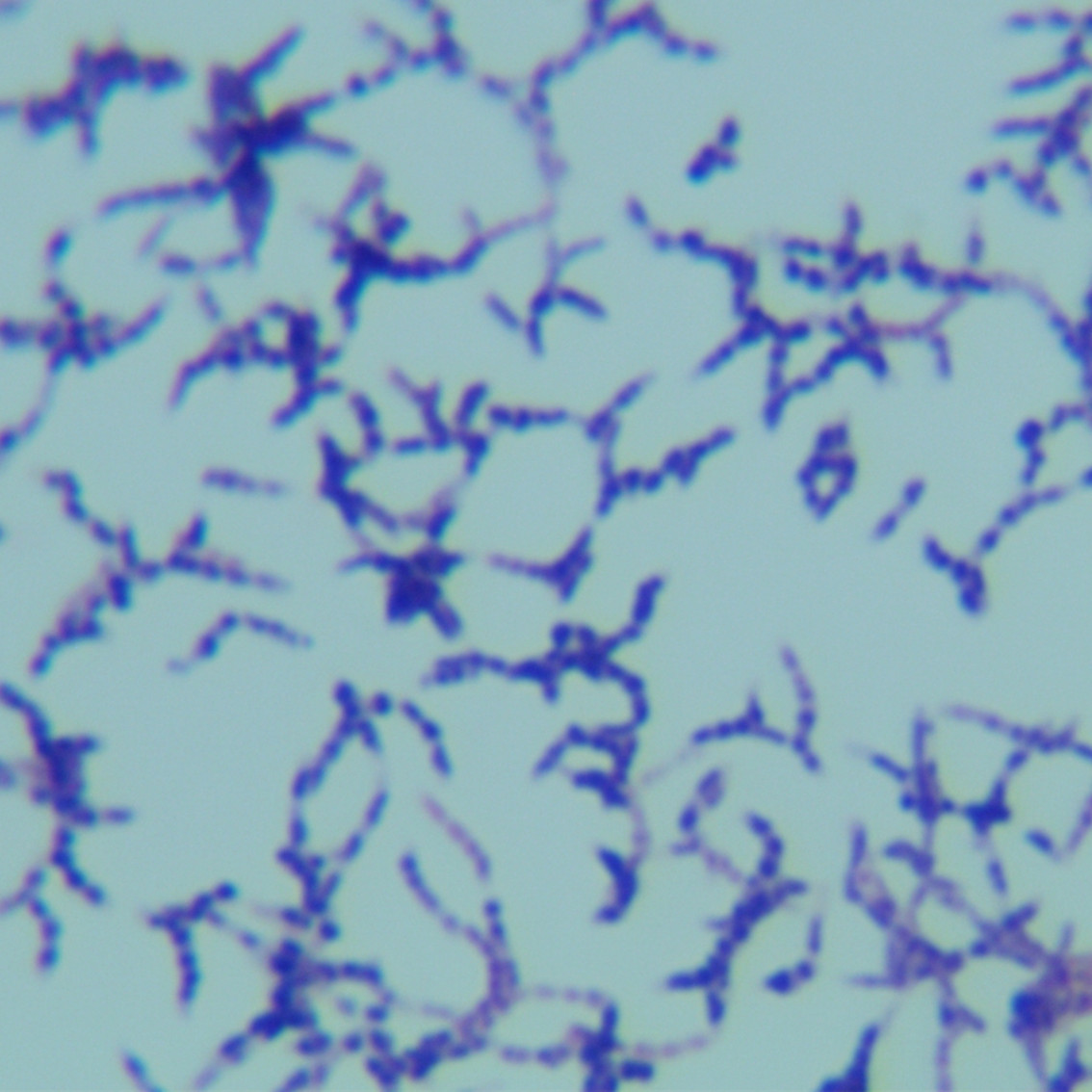 Mycobacterium-BNCC