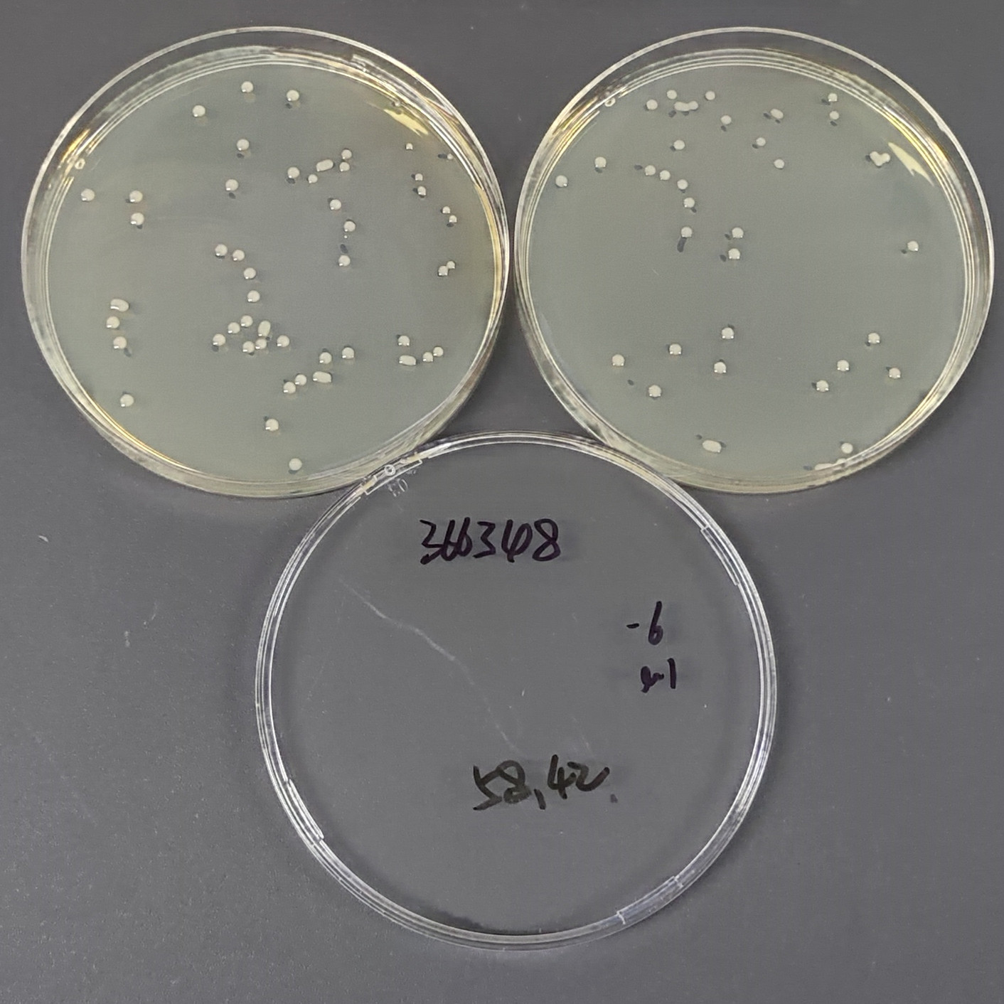 Klebsiella pneumoniae marine subspecies-BNCC