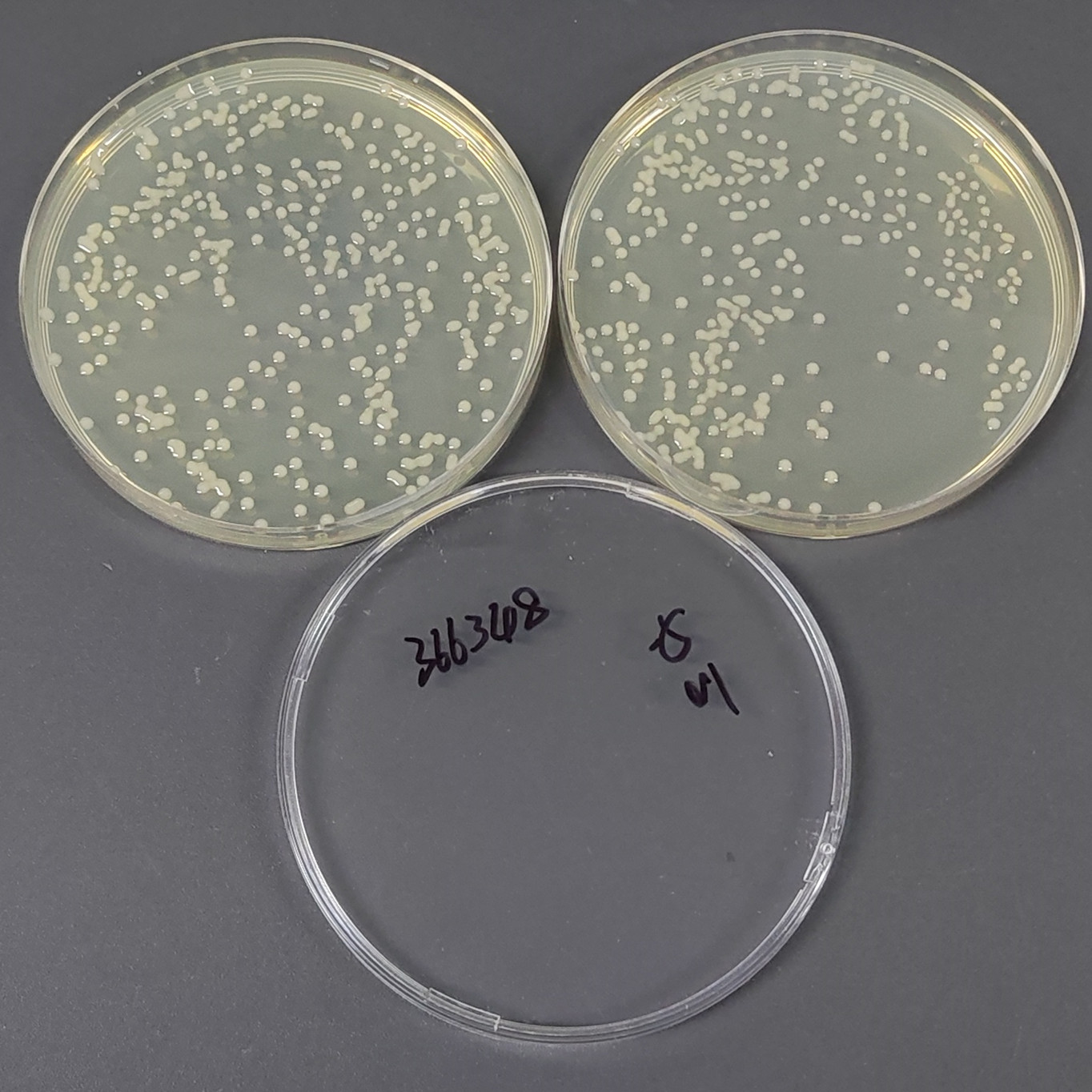 Klebsiella pneumoniae marine subspecies-BNCC