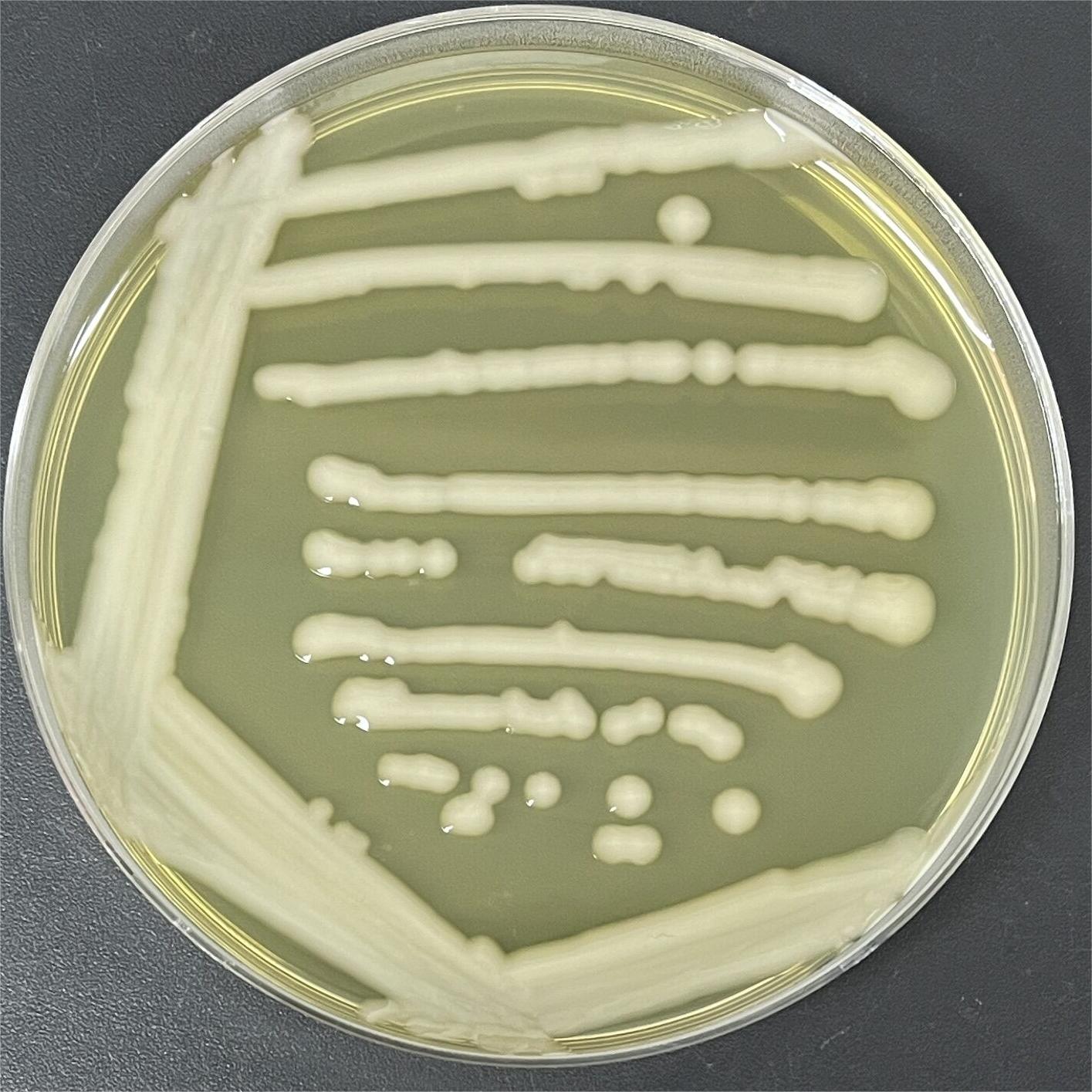 Klebsiella pneumoniae subsp. pneumoniae-BNCC
